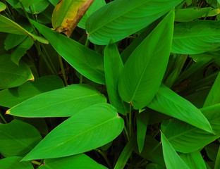 Naklejka na ściany i meble Bright green leaves in a natural garden