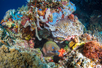 Naklejka na ściany i meble A large moray eel with vibrant colourful corals