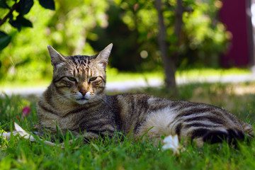 Grey striped homeless cat lying on the green grass close-up. Portrait of a tabby cat in natural habitat.