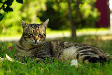 Grey striped homeless cat lying on the green grass close-up. Portrait of a tabby cat in natural habitat.