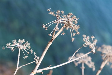 frost on grass