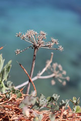 branch of a tree