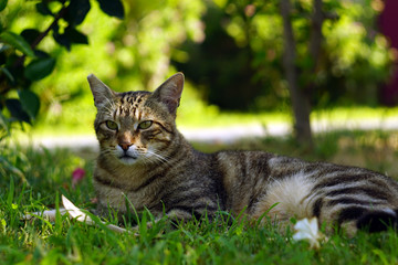 Grey striped homeless cat lying on the green grass close-up. Portrait of a tabby cat in natural habitat.