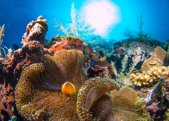 a beautiful skunk anemone fish on the corals with sunburst