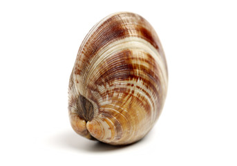Stacked fresh raw clams on white background