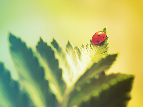 Ladybug On Leaf