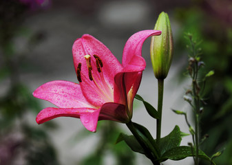 Lily flower