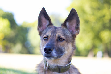 Schäferhund Mischling