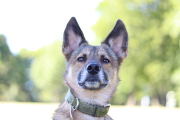 Schäferhund Mischling