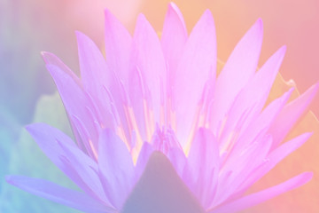 Flower background with a pastel colored for graphic design