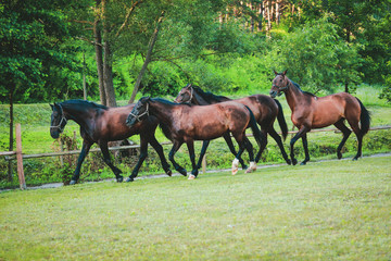 beautiful groomed horses on a farm