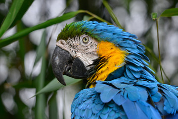 Portrait de perroquet Ara bleu