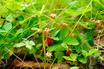 Bright red wild strawberry berries hang under the green leaves in the meadow in the summer.