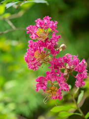 Close up pink flower of Crape myrtle