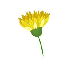 Thin stem with a blooming yellow flower. Vector illustration on white background.