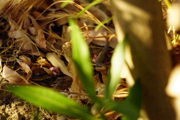 The little lizard successfully hides in the grass.