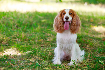 Dog breed Russian hunting spaniel