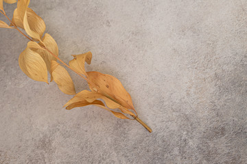 dead leaves on grey background wallpaper