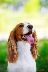 Fototapeta premium Dog breed Russian hunting spaniel