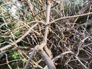 Cacophony of branches