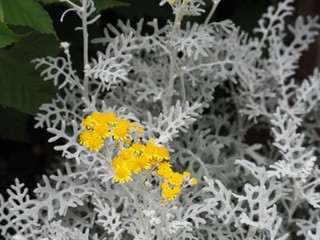 シロタエギクのシルバーリーフと黄色い花