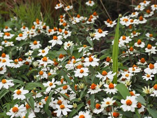 夏の庭に咲く白いジニア（ヒャクニチソウ／百日草）の花