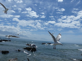  bird flying in the sky