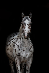 Fototapeta na wymiar Braun Weißes Pferd vor schwarzem Hintergrund