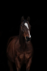 Braunes Pferd vor schwarzem Hintergrund Portrait
