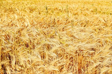 Wheat is a grass widely cultivated for its seed, a cereal grain which is a worldwide staple food