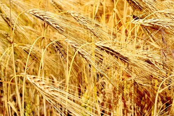 Wheat is a grass widely cultivated for its seed, a cereal grain which is a worldwide staple food