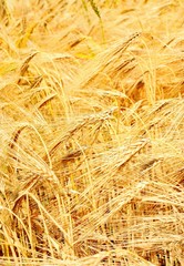 Wheat is a grass widely cultivated for its seed, a cereal grain which is a worldwide staple food