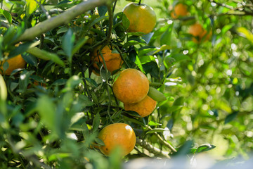 Orange tree in orange farm