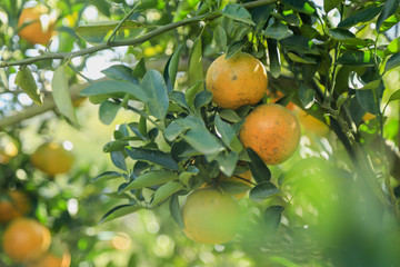 Orange tree in orange farm