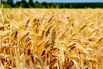 Wheat is a grass widely cultivated for its seed, a cereal grain which is a worldwide staple food