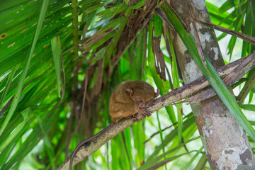 phillipine tarsier
