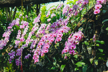 Obraz premium Orchid flower in garden winter or spring day