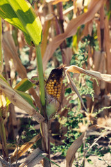 Ripe corn on a stem in a field in late summer Selective focus