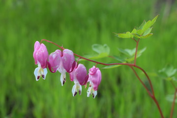 Lamprocapnos spectabilis(bleeding heart or Asian bleeding-heart) is a species of flowering plant in the poppy family Papaveraceae