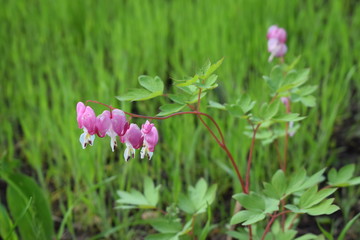 Lamprocapnos spectabilis(bleeding heart or Asian bleeding-heart) is a species of flowering plant in the poppy family Papaveraceae