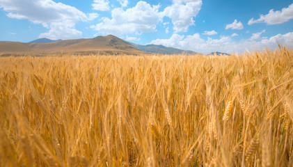 Panoromic view of field of golden wheat under the cloudy sky © muratart
