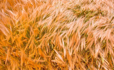 Panoromic view of field of golden wheat under the cloudy sky