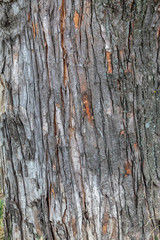 Closeup Tree Bark Texture Background