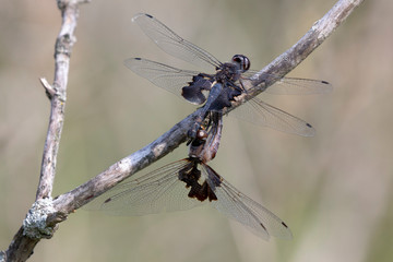 A male and a female dragonfly during mating