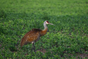 Sandhill crane,beautiful colors in the rays of the setting sun