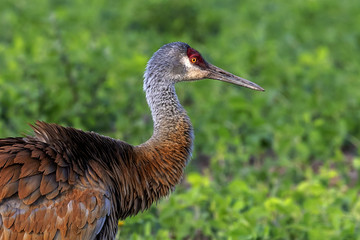 Sandhill crane,beautiful colors in the rays of the setting sun