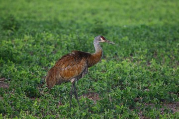 Sandhill crane,beautiful colors in the rays of the setting sun