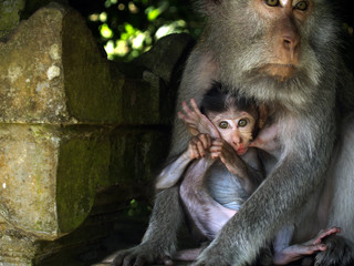 female macaque with her baby in he rainforest ..