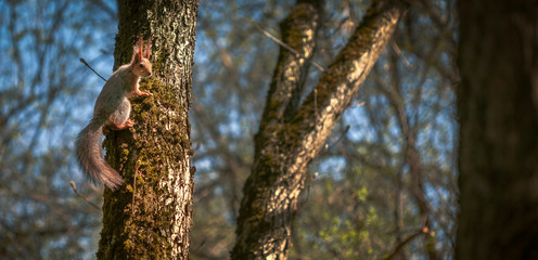 squirrel on the tree