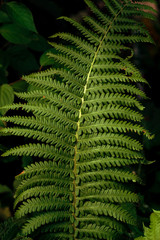 close up green fern leaf texture © dvulikaia